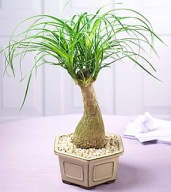 Mini Ponytail Palm 